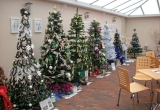 Trees at Isle of Wight Pearl for the Brighstone Christmas Tree Festival
