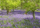 Mottistone Bluebell Wood - by Terry Hack