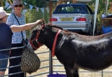 IOW DONKEY SANCTUARY AT BRIGHSTONE SUMMER SHOW